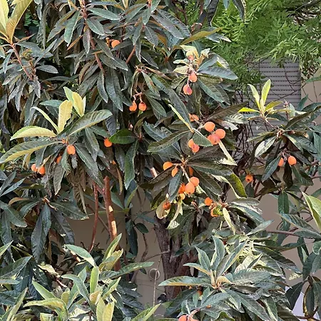 Il Glicine 게스트하우스 파르마