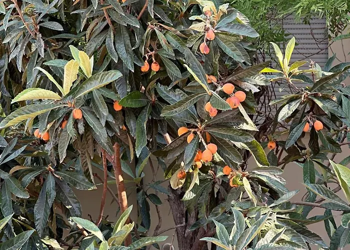 Il Glicine Konukevi Parma